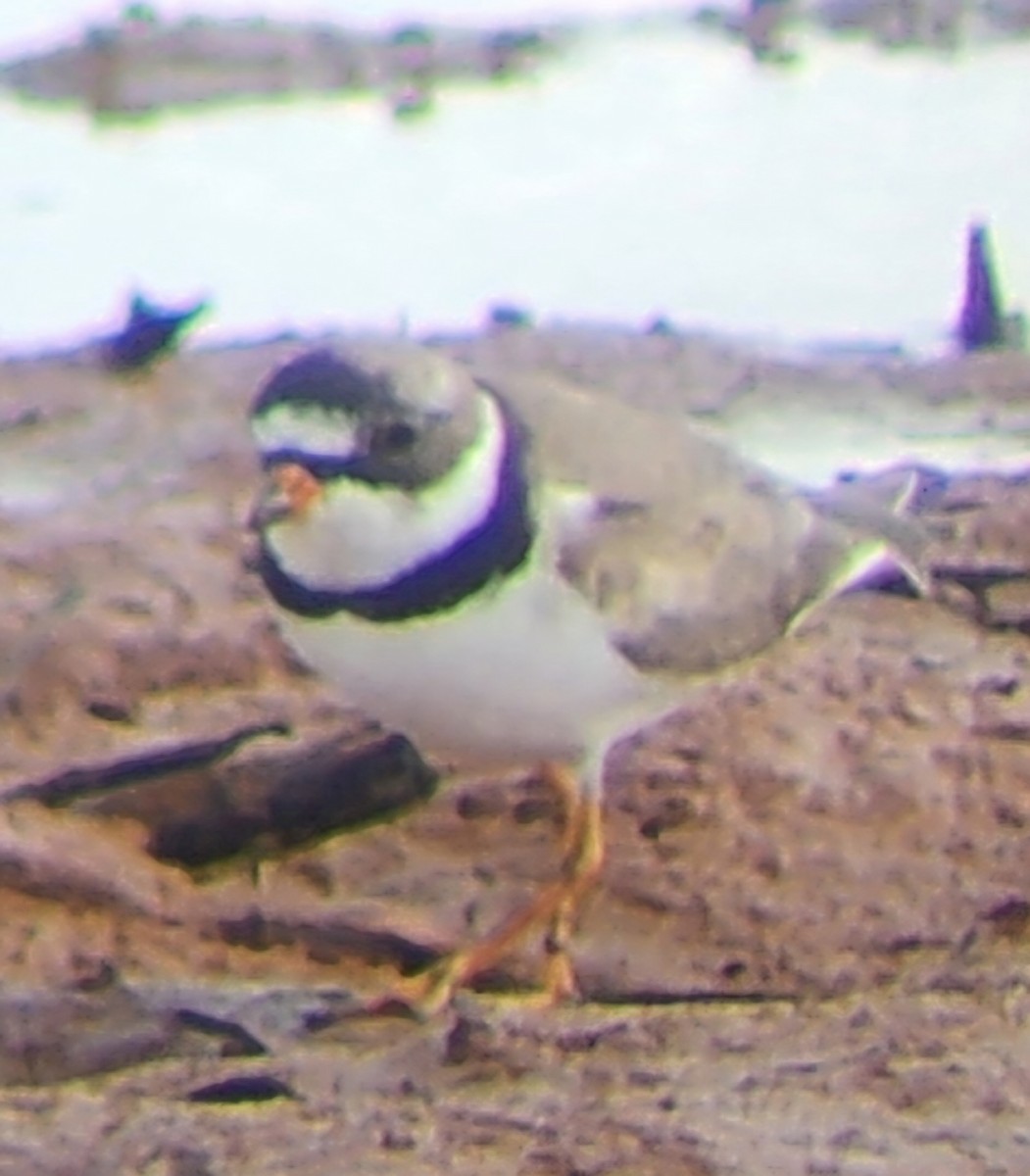 Semipalmated Plover - ML618303154