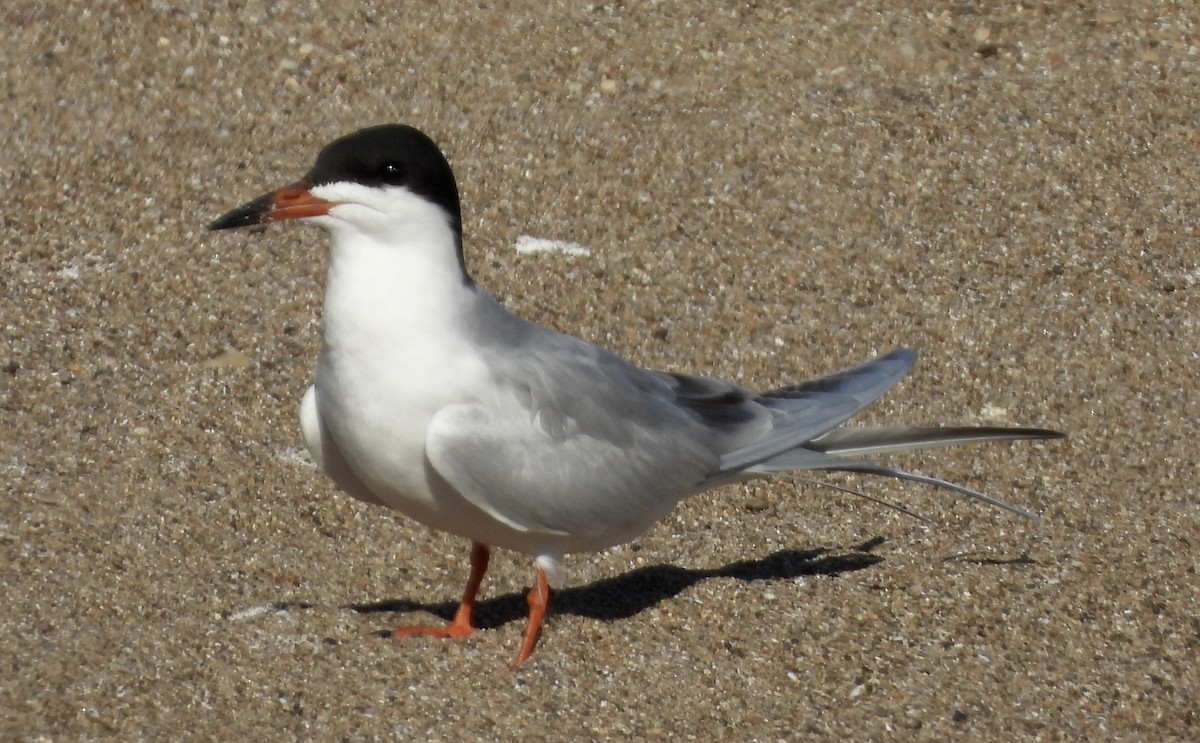 Forster's Tern - Carolyn Lueck