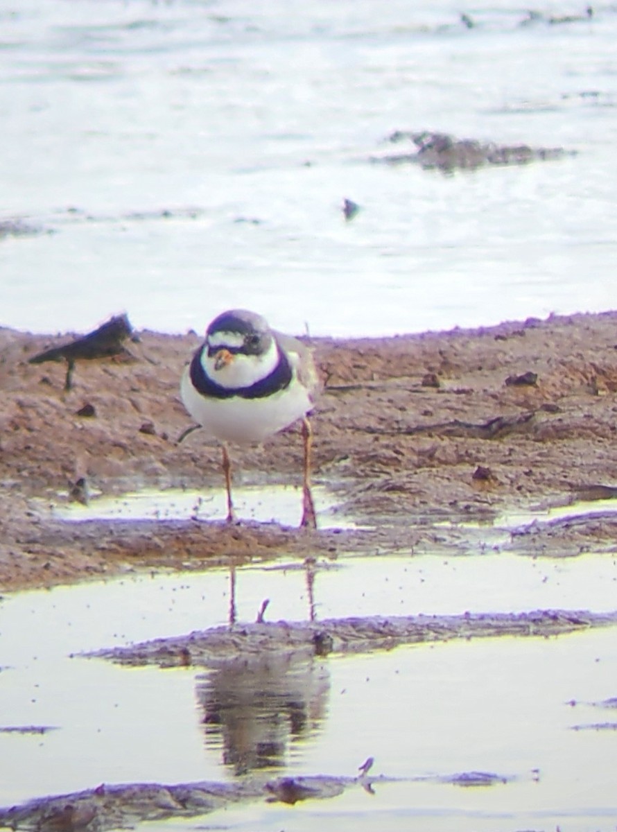 Semipalmated Plover - ML618303175