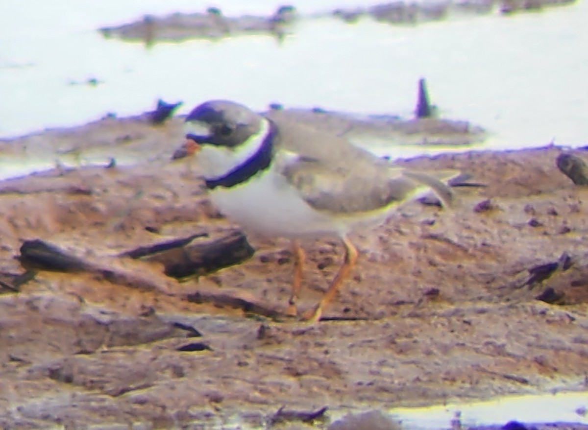 Semipalmated Plover - ML618303176