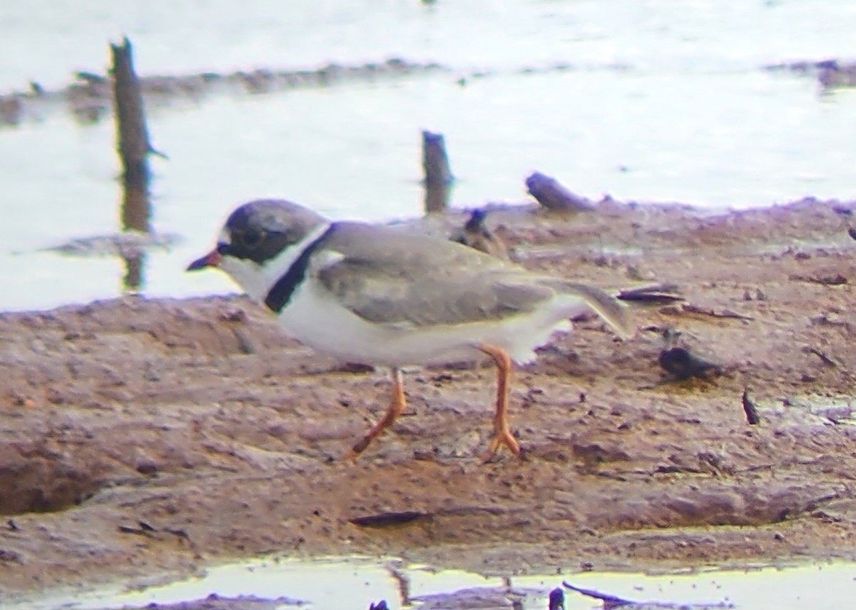 Semipalmated Plover - ML618303177