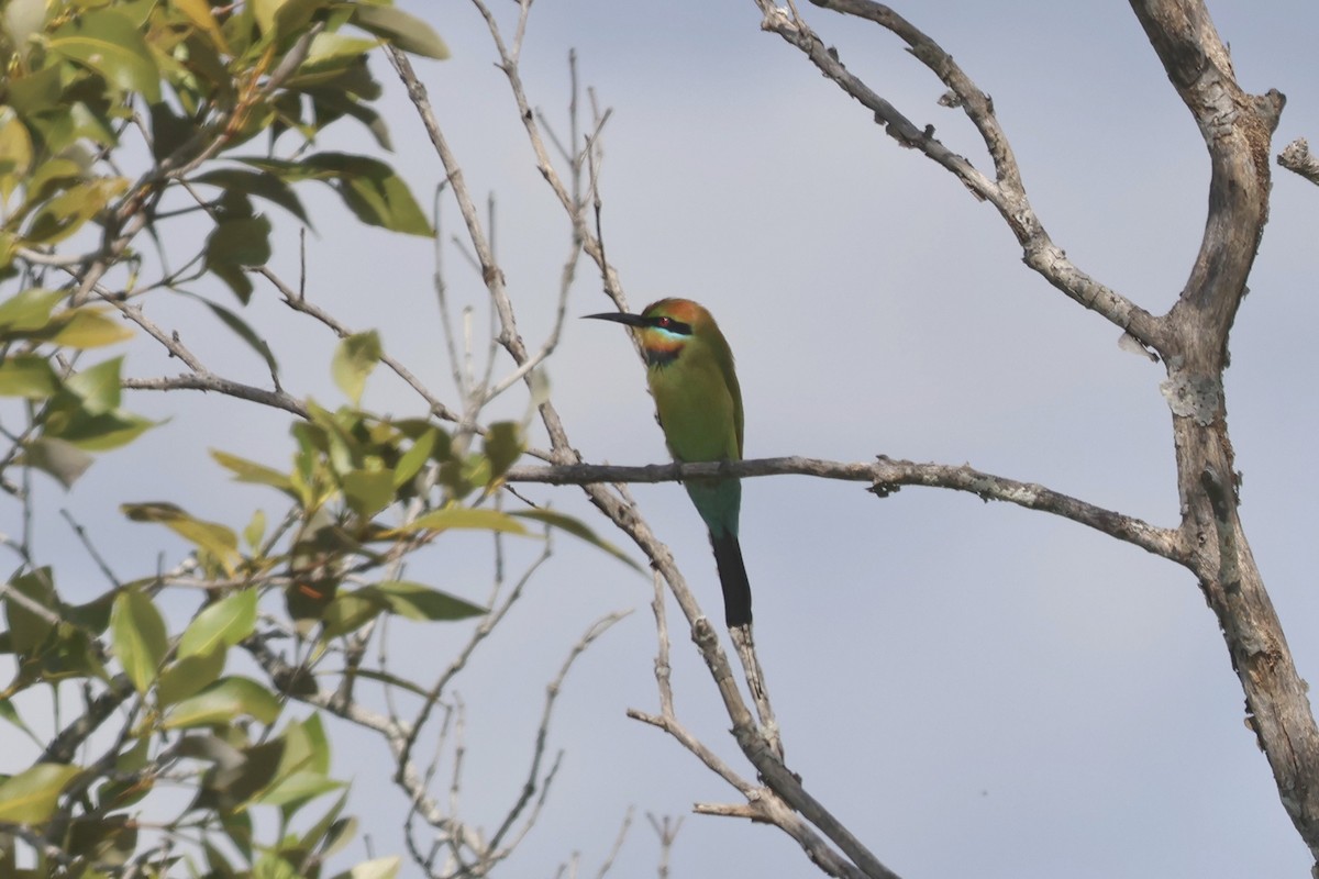 Rainbow Bee-eater - ML618303185