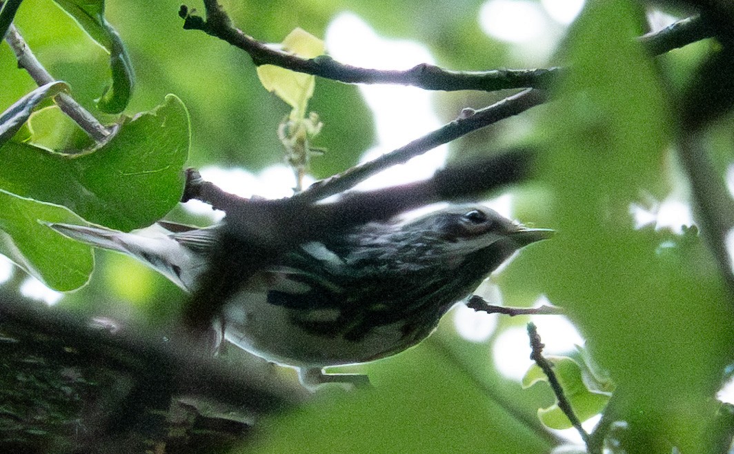 Black-and-white Warbler - ML618303219