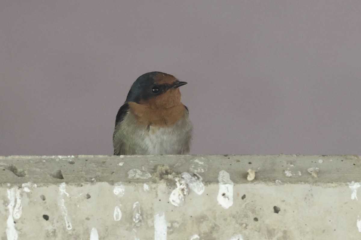 Welcome Swallow - ML618303225