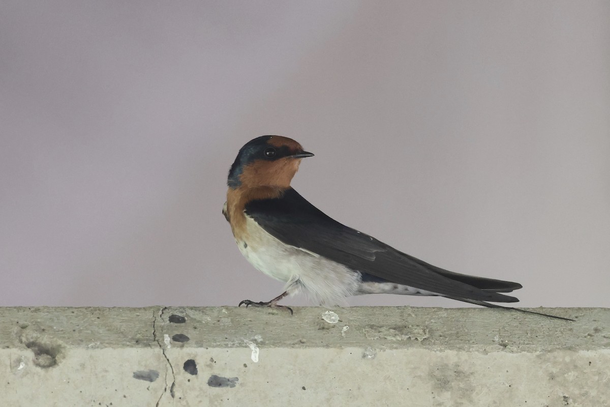 Welcome Swallow - ML618303227