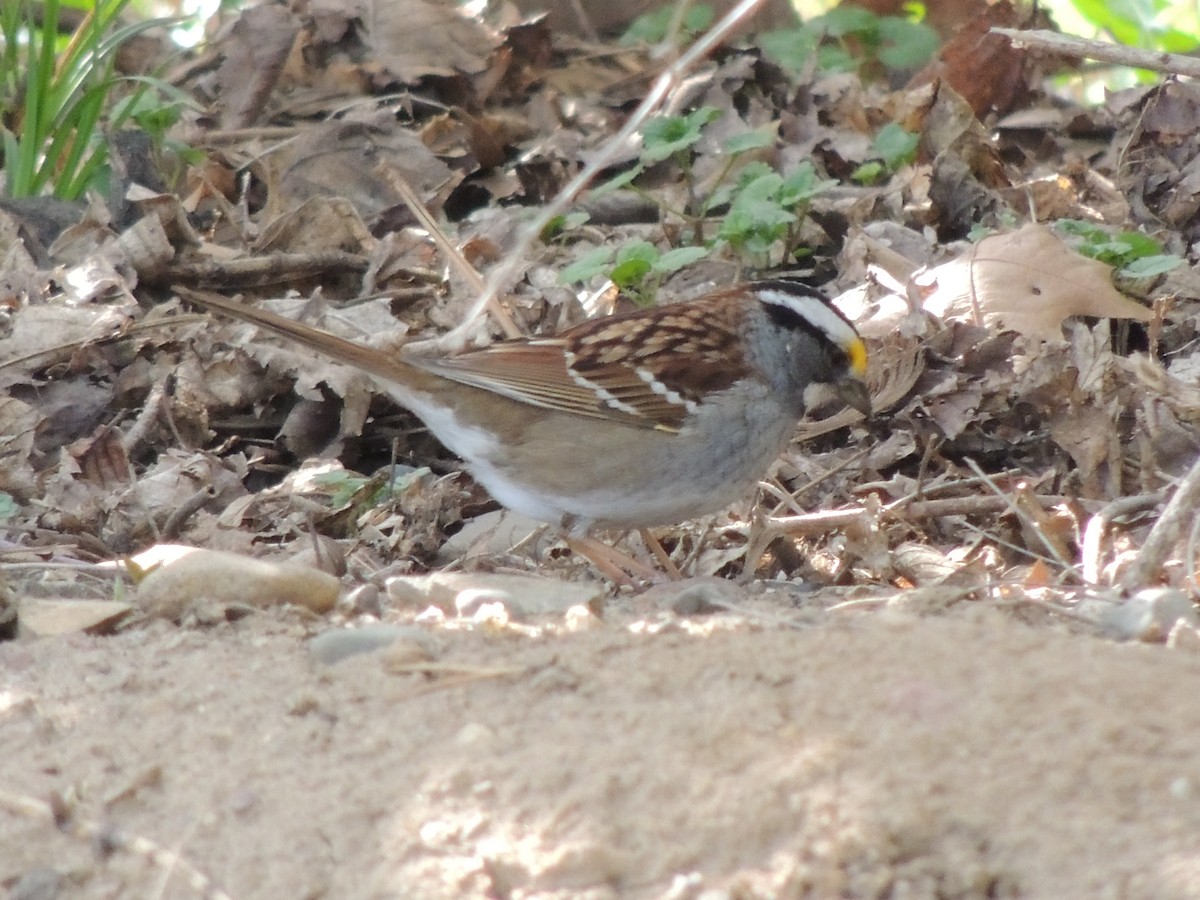White-throated Sparrow - Ben Vang-Johnson
