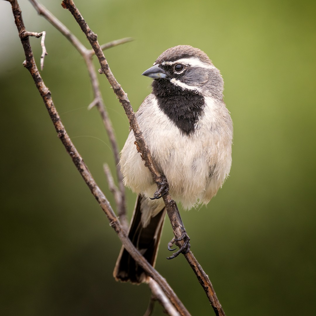 Black-throated Sparrow - ML618303296