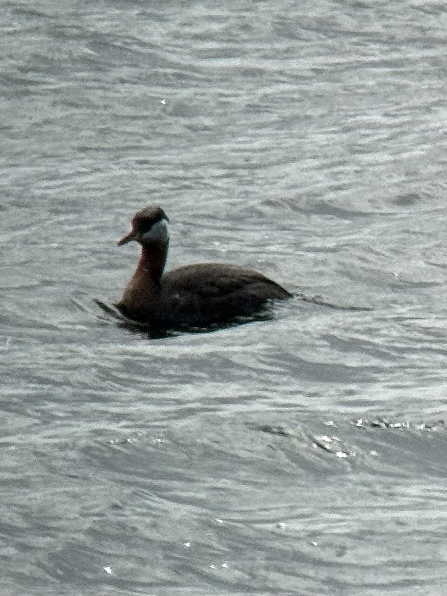 Red-necked Grebe - ML618303298