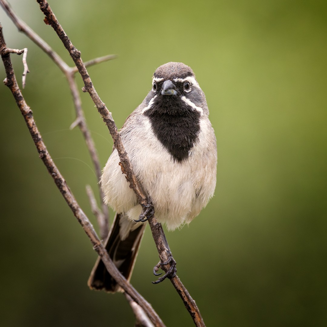 Black-throated Sparrow - ML618303302