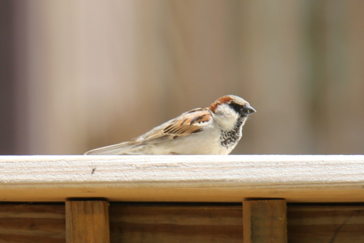 House Sparrow - ML618303317