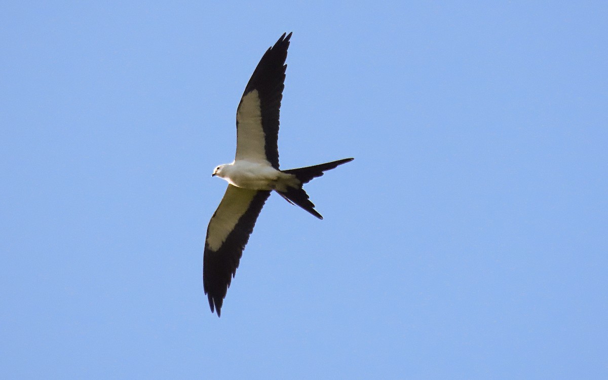 Swallow-tailed Kite - ML618303331