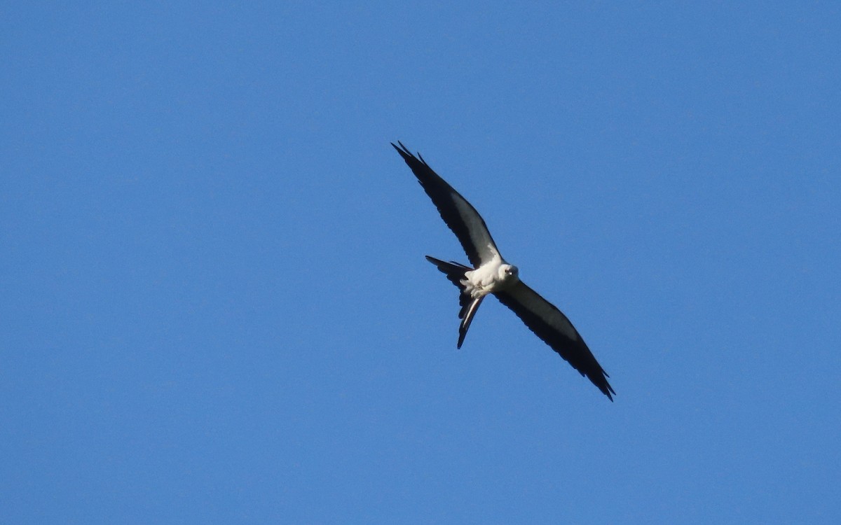 Swallow-tailed Kite - ML618303339