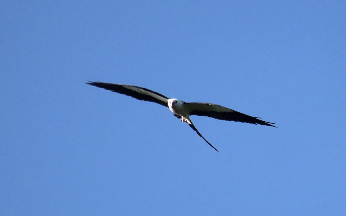Swallow-tailed Kite - Jim O'Neill