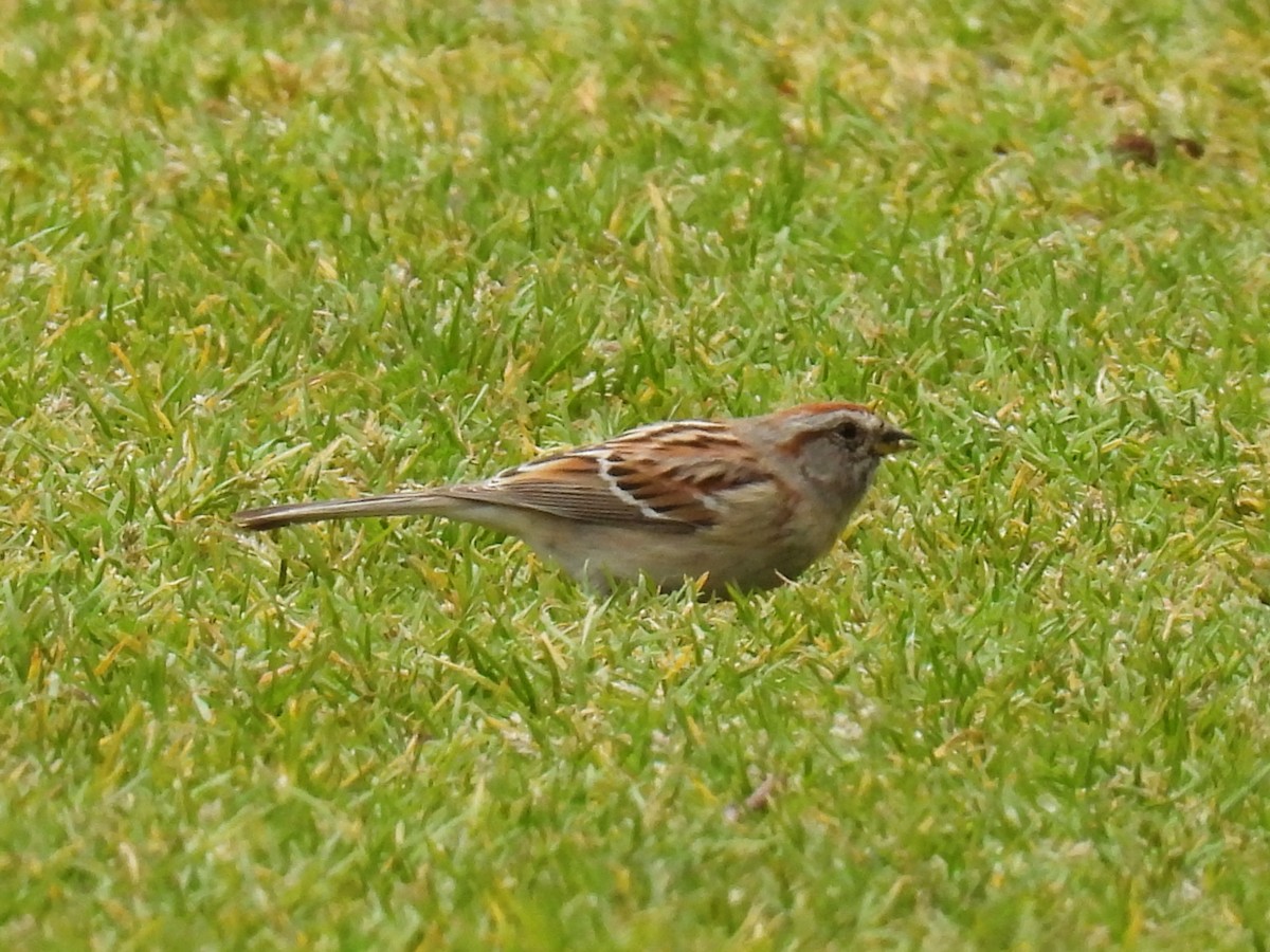 American Tree Sparrow - ML618303411