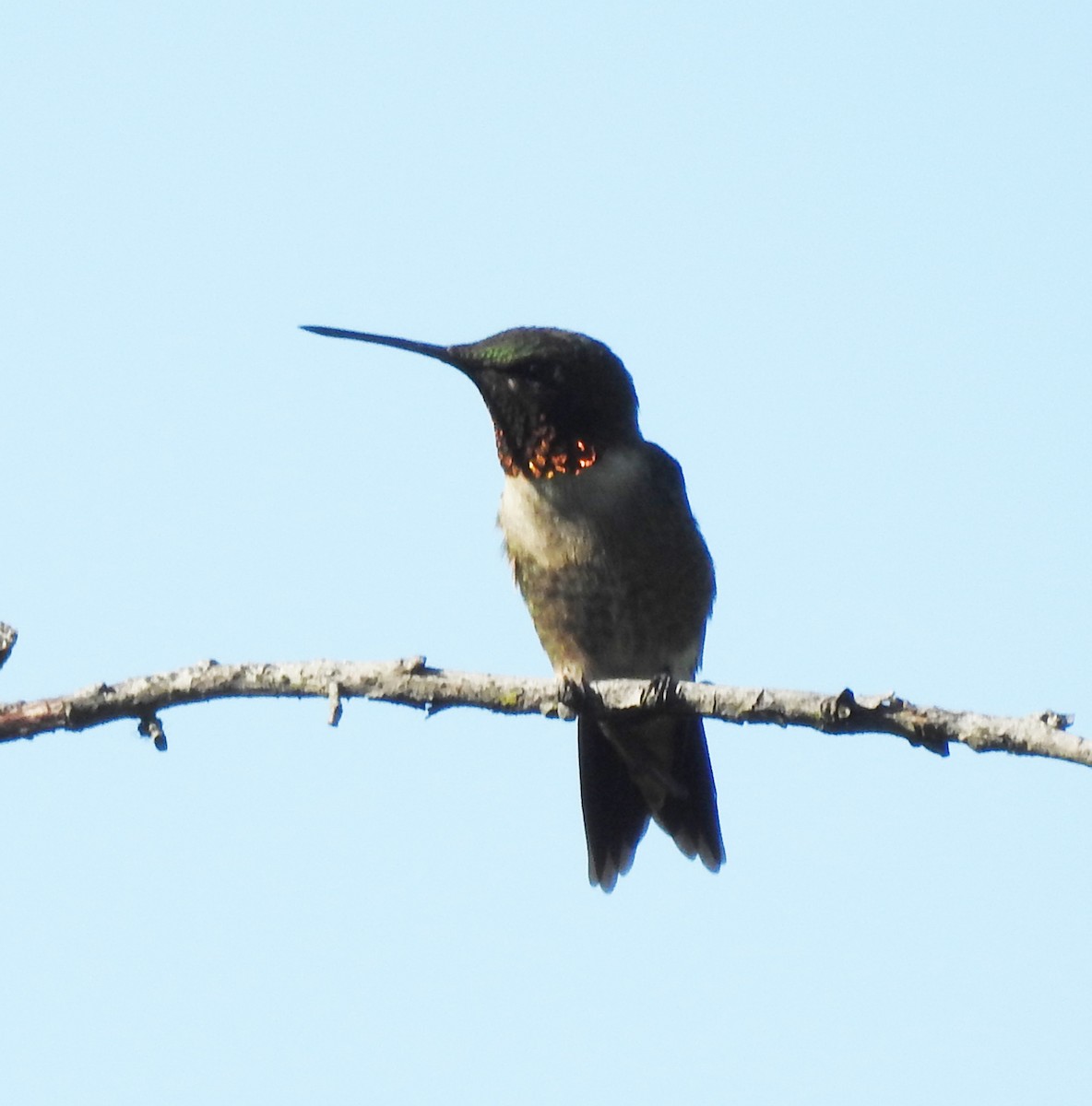 Ruby-throated Hummingbird - ML618303418