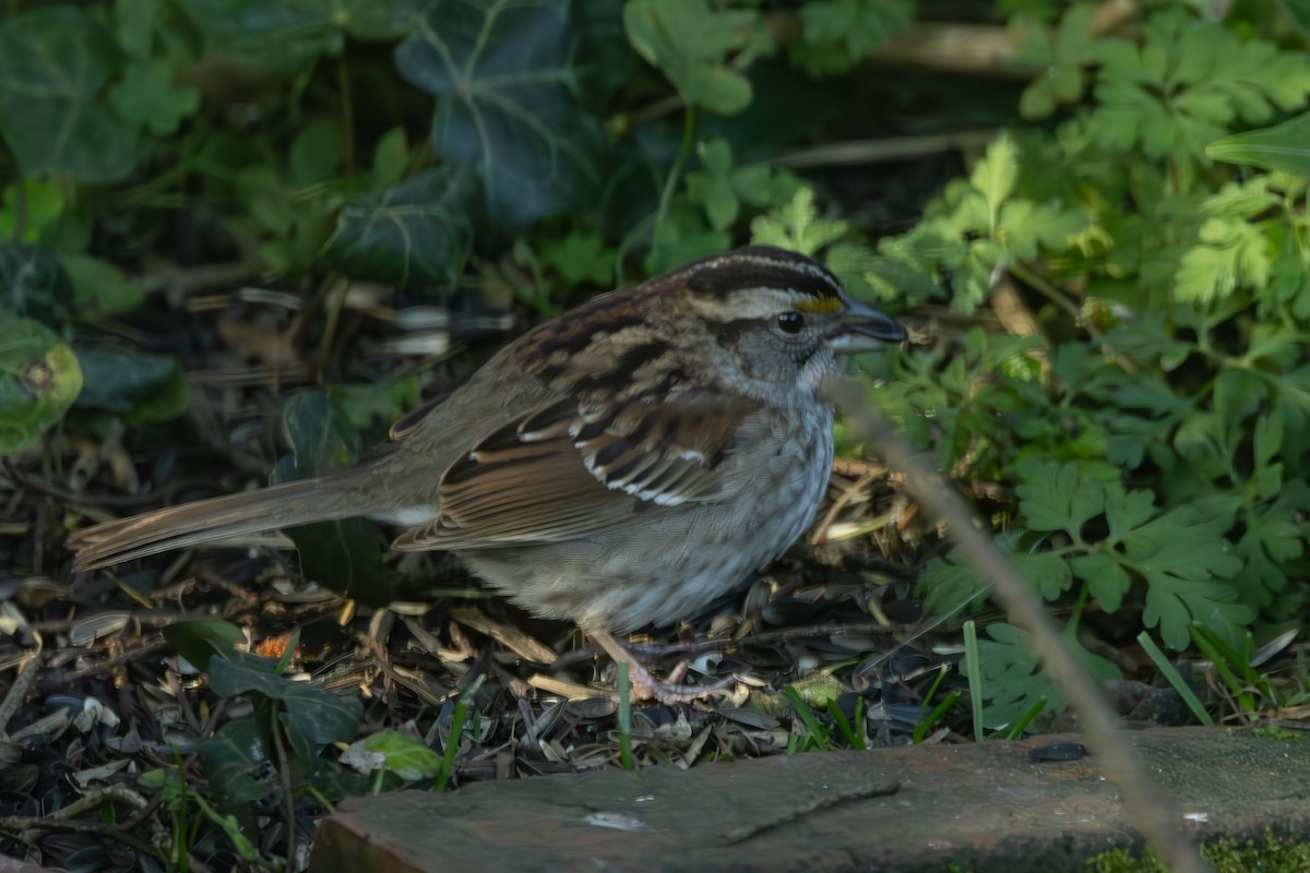 White-throated Sparrow - ML618303428