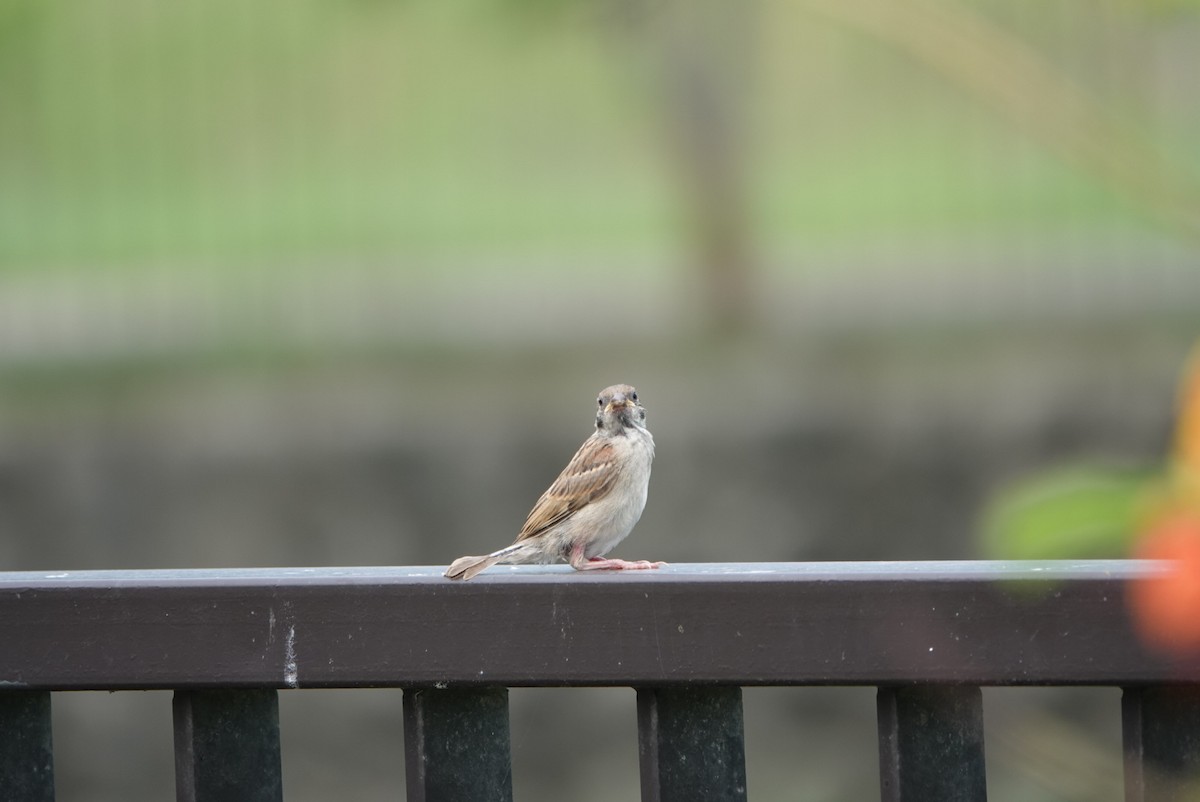 Eurasian Tree Sparrow - ML618303444