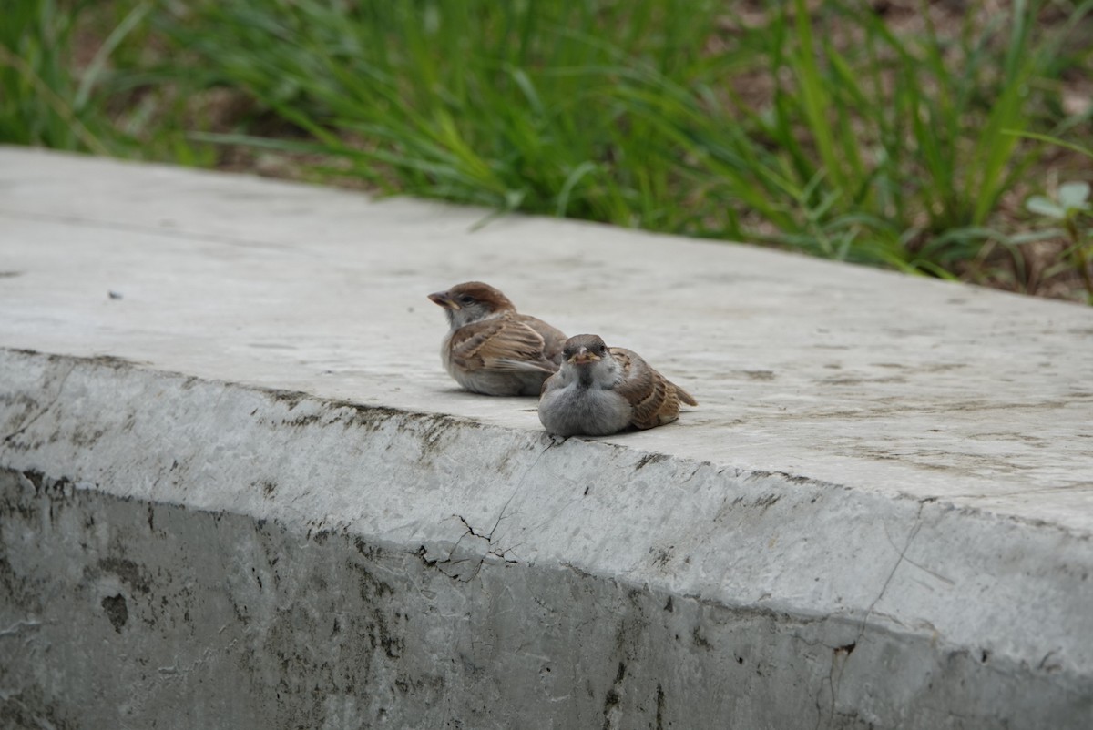 Eurasian Tree Sparrow - ML618303445