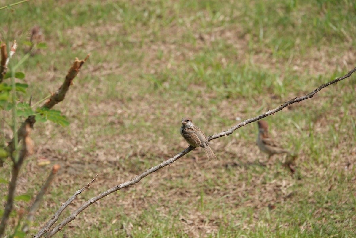 Eurasian Tree Sparrow - ML618303447