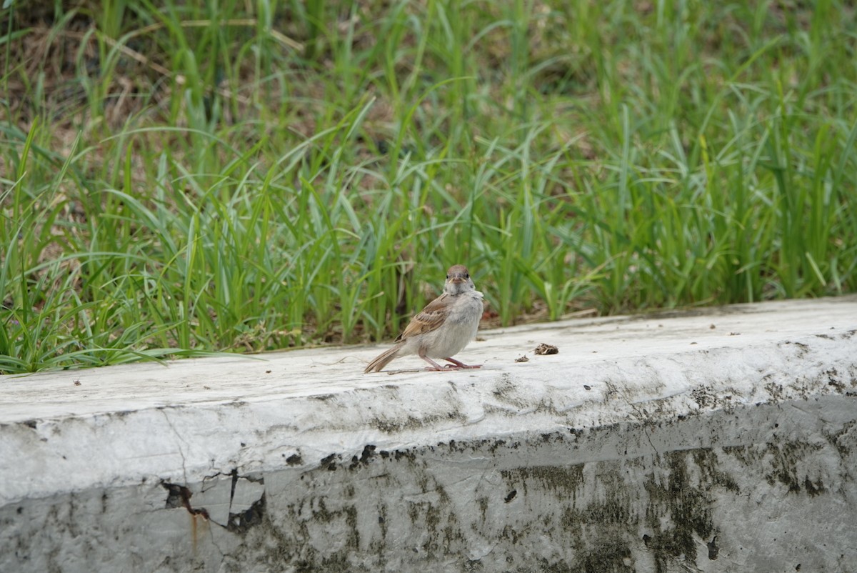 Eurasian Tree Sparrow - ML618303448