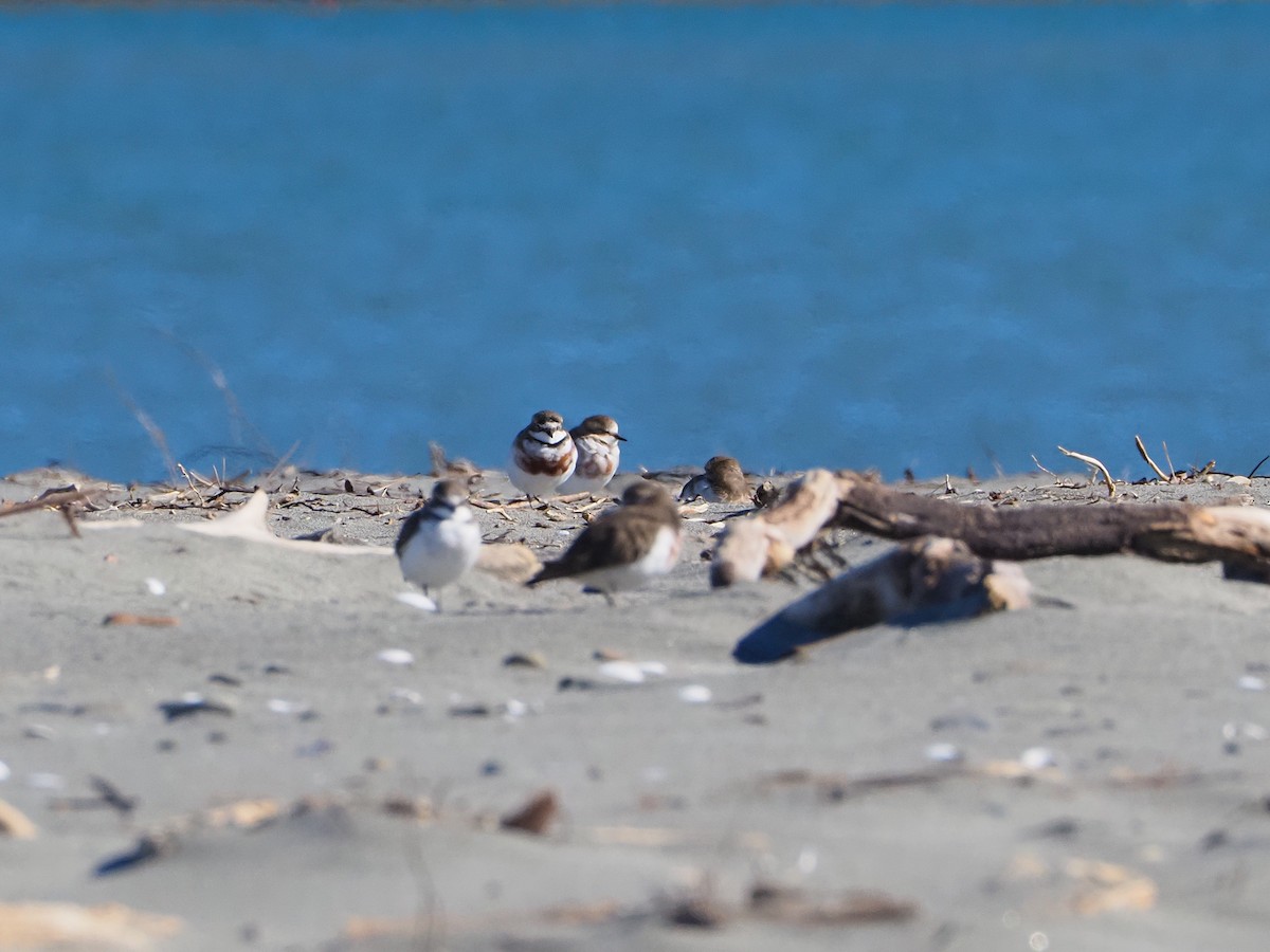 Double-banded Plover - ML618303475
