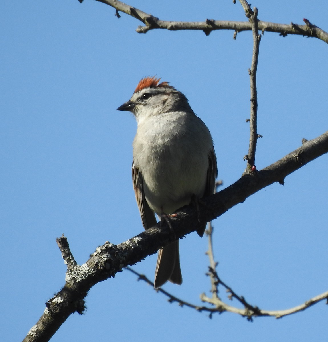 Chipping Sparrow - ML618303487