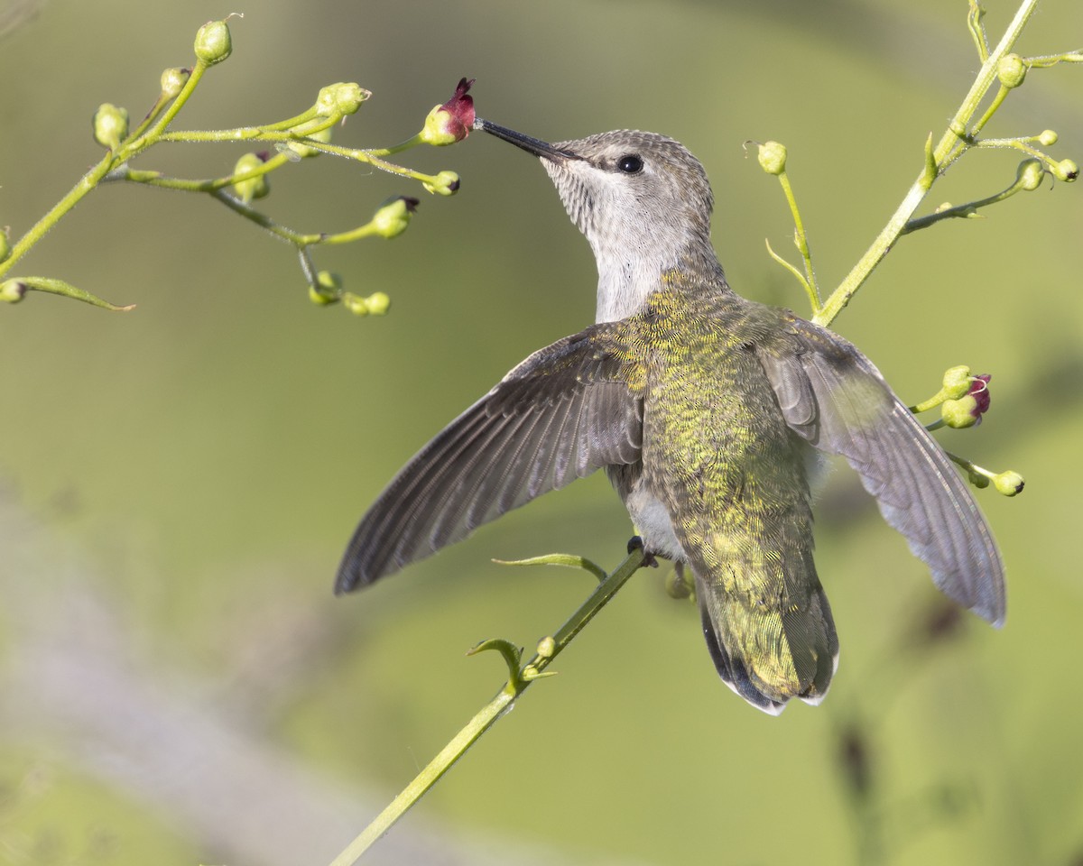 Anna's Hummingbird - ML618303525
