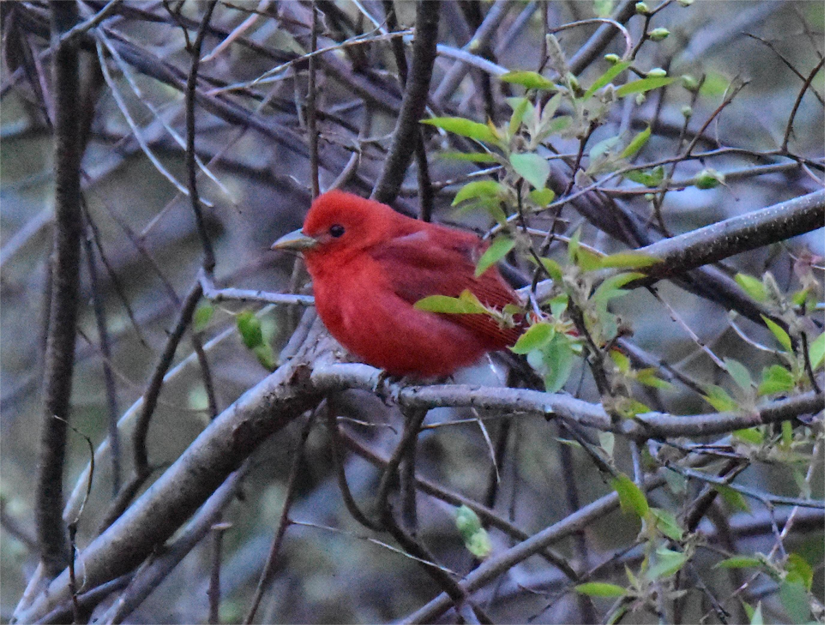 Summer Tanager - Zachary Peterson