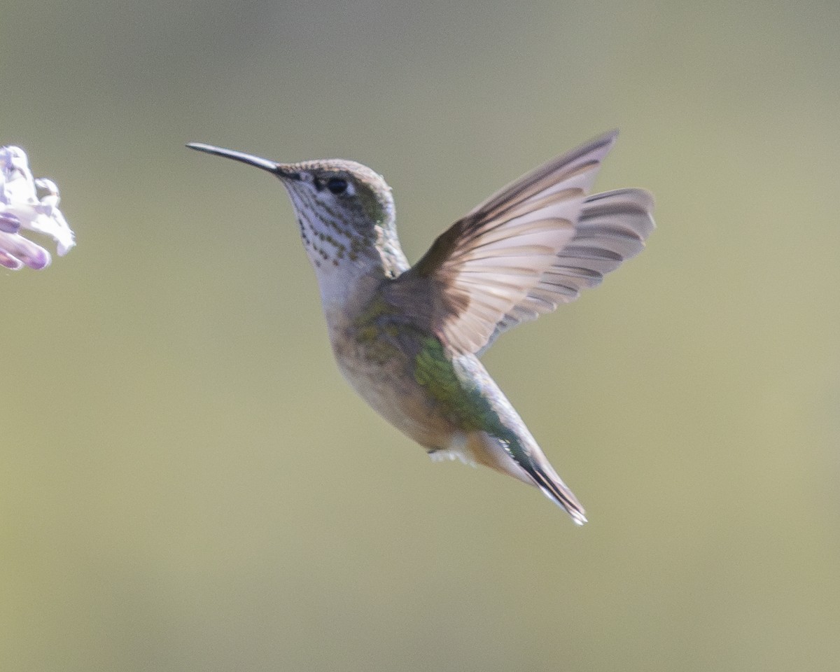 Calliope Hummingbird - ML618303548