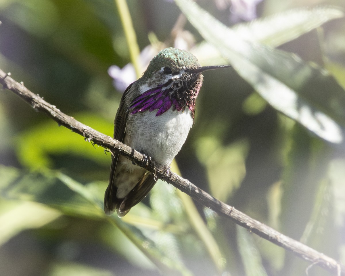 Calliope Hummingbird - ML618303550