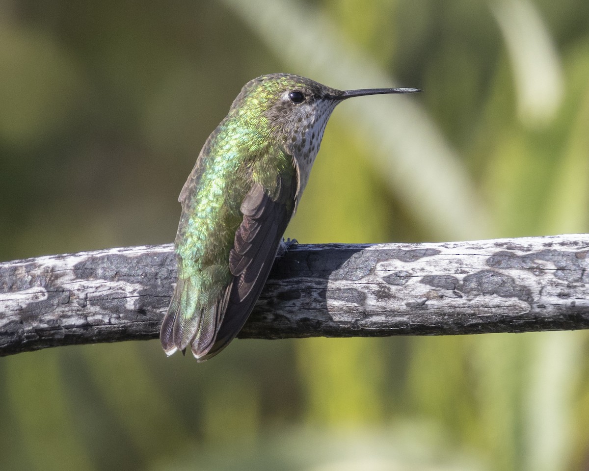 Calliope Hummingbird - ML618303551