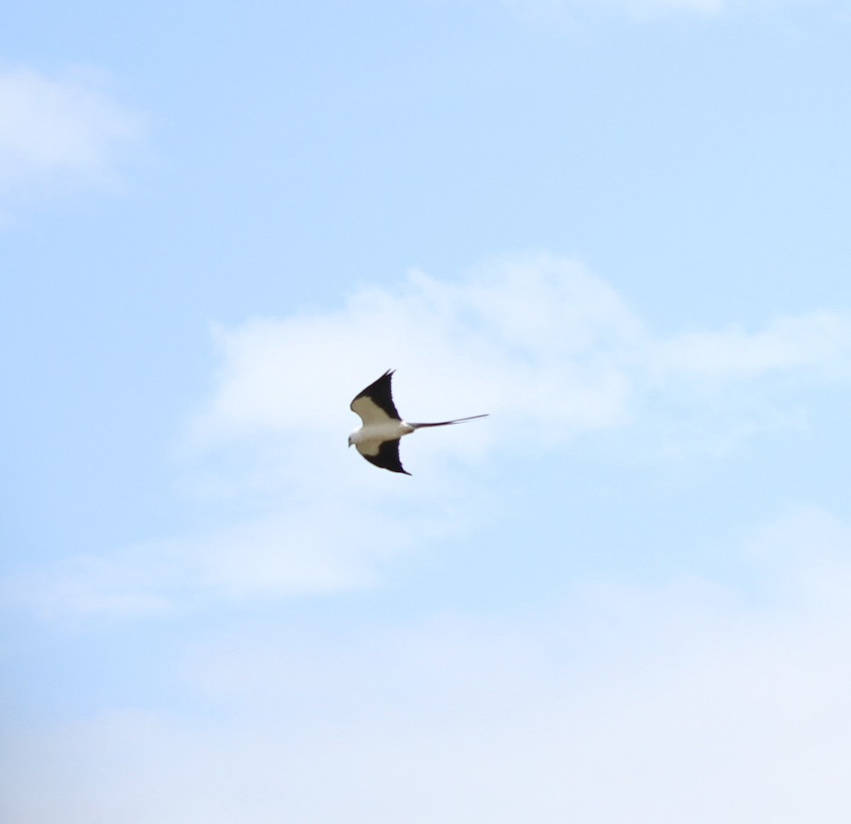 Swallow-tailed Kite - ML618303557