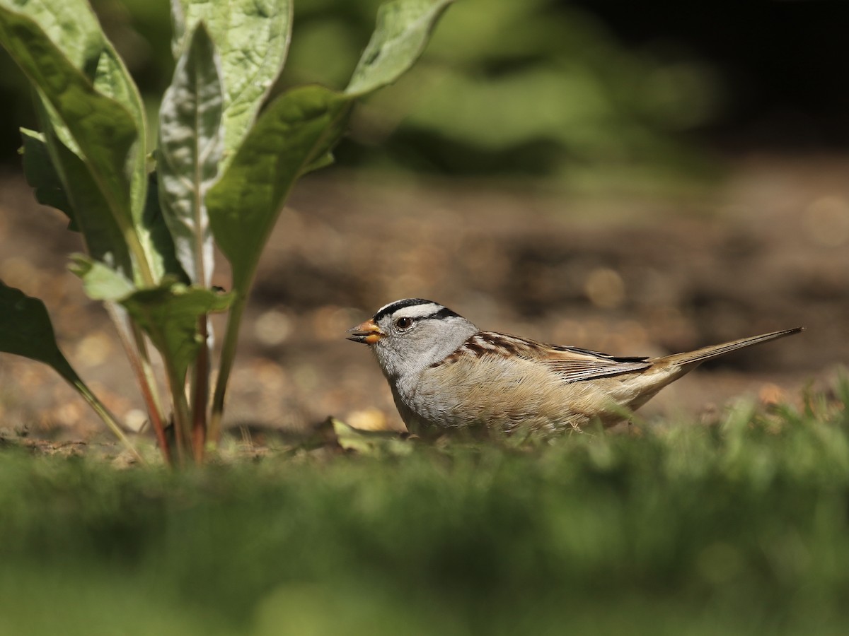 White-crowned Sparrow - Russ Morgan