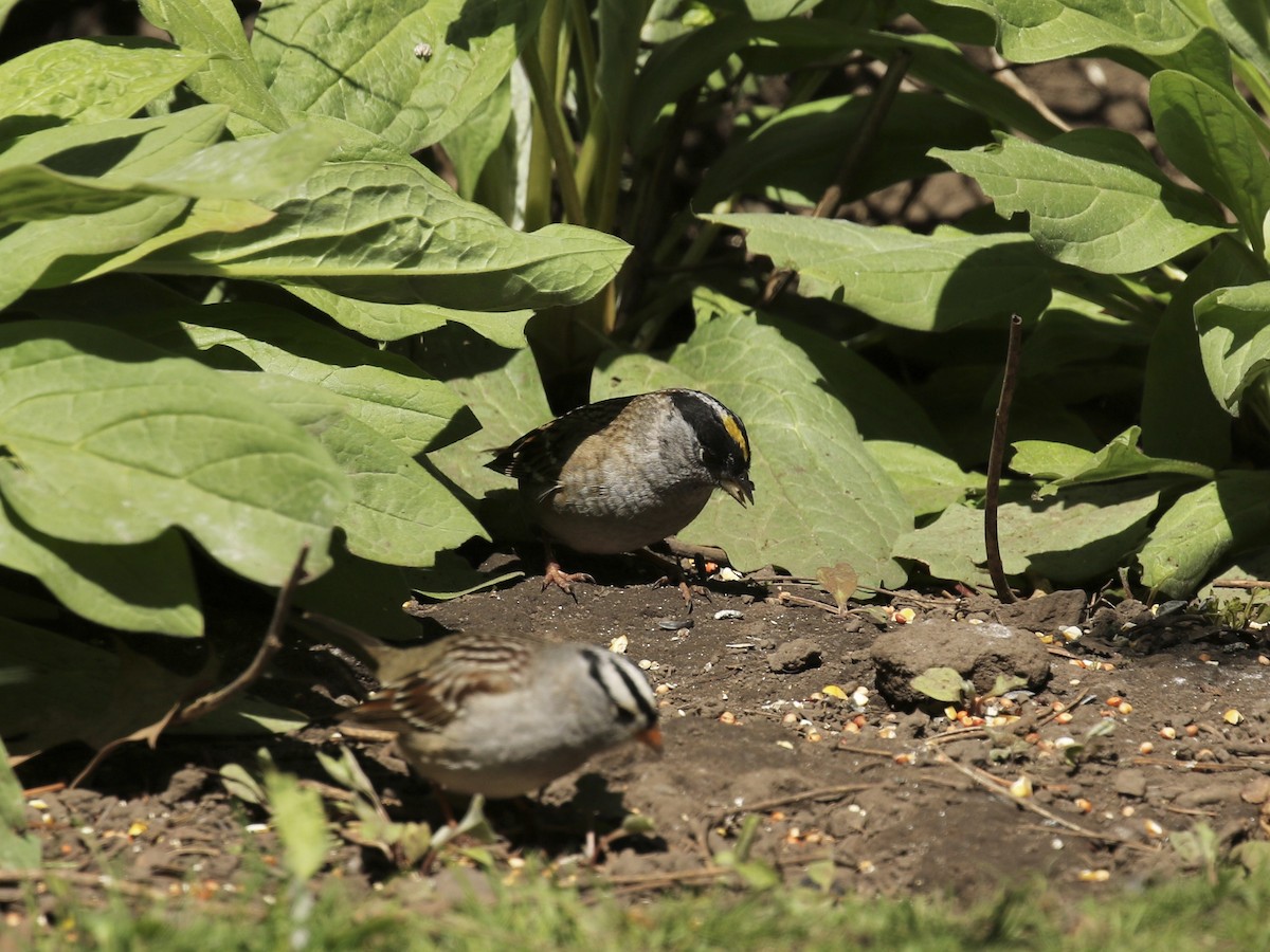 Golden-crowned Sparrow - ML618303573
