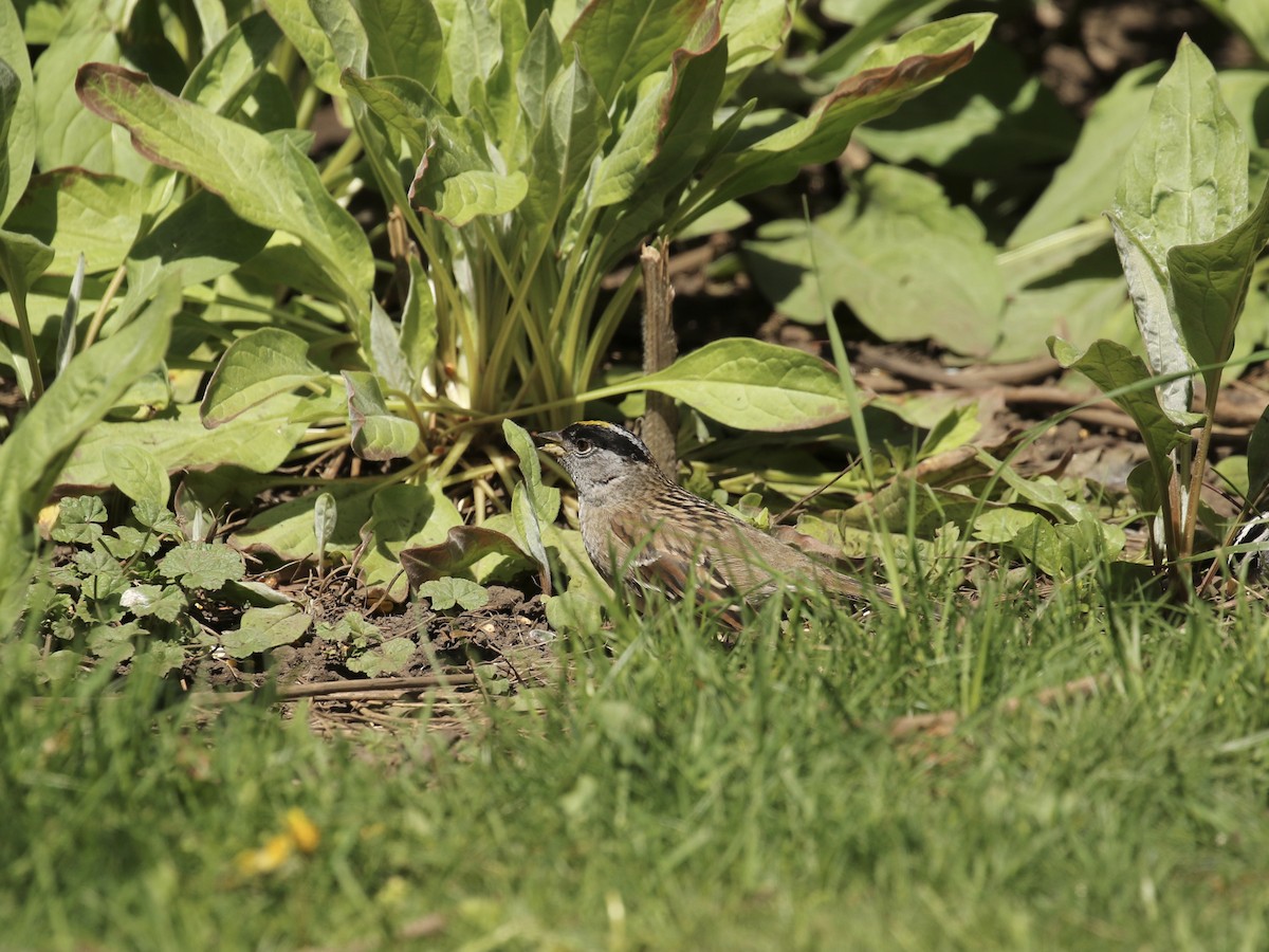 Golden-crowned Sparrow - ML618303574