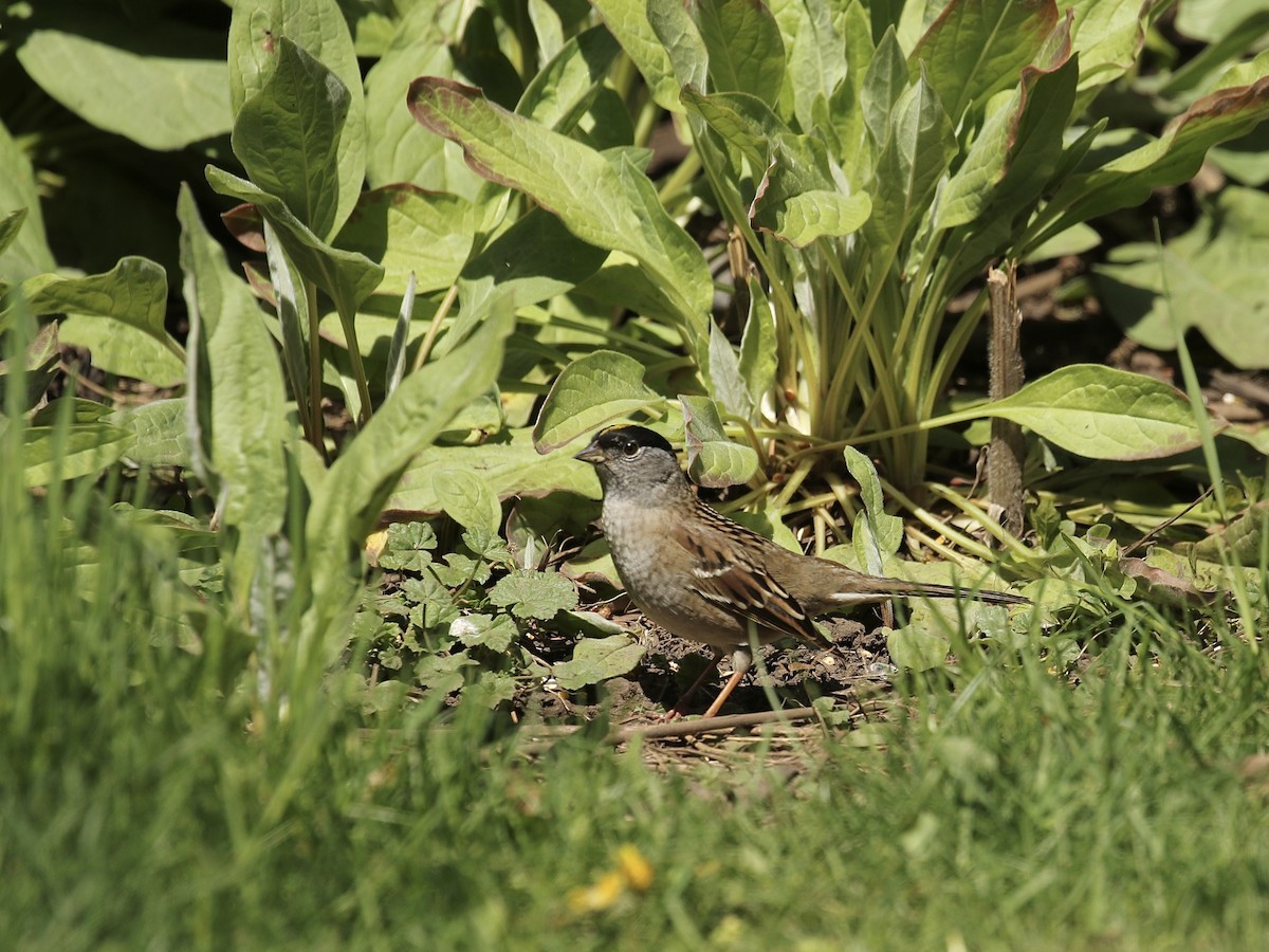 Golden-crowned Sparrow - ML618303575