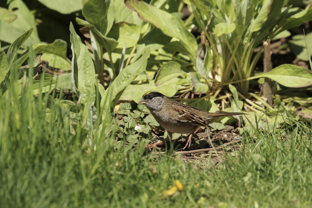 Golden-crowned Sparrow - ML618303576