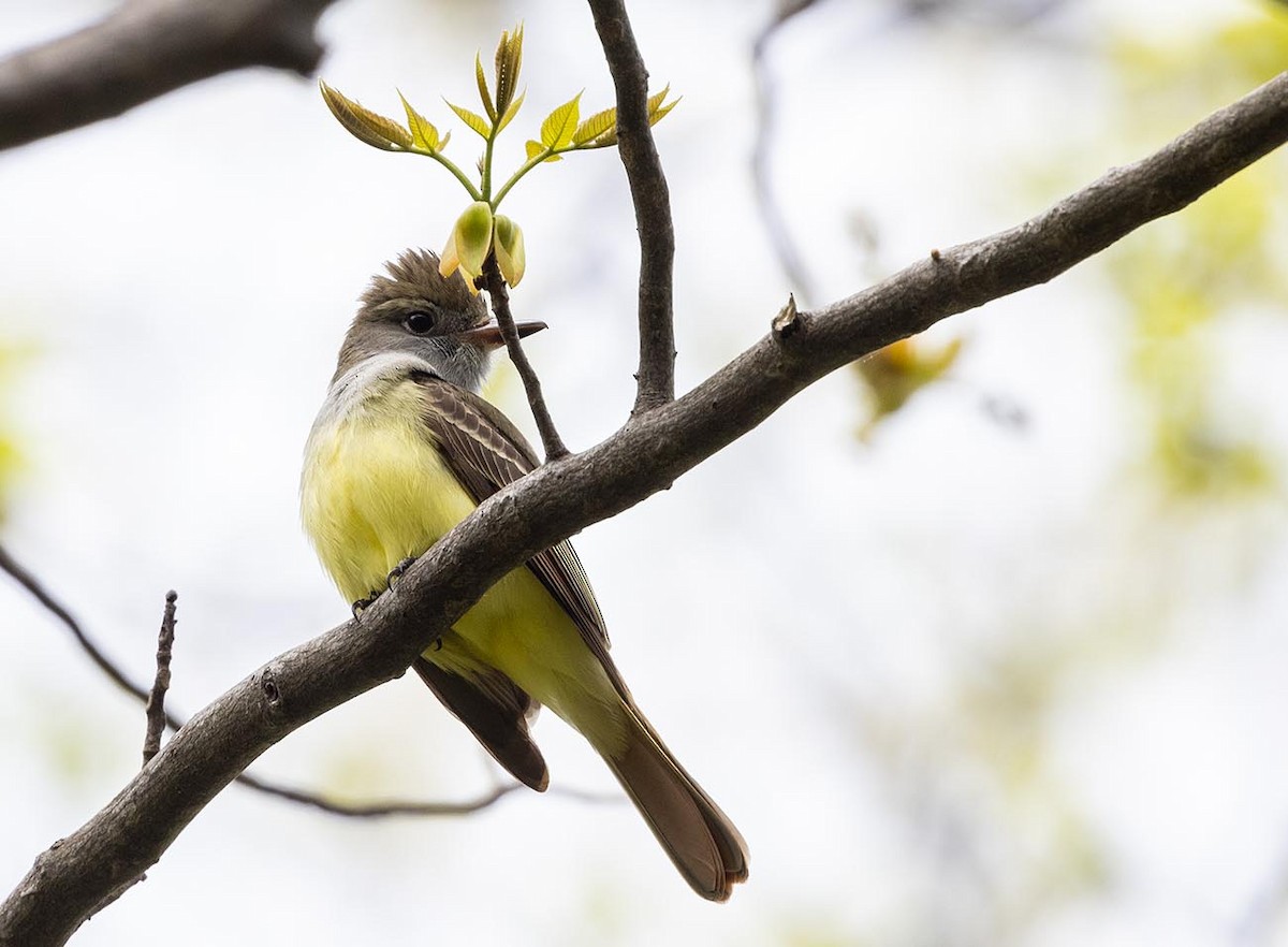 Great Crested Flycatcher - ML618303577