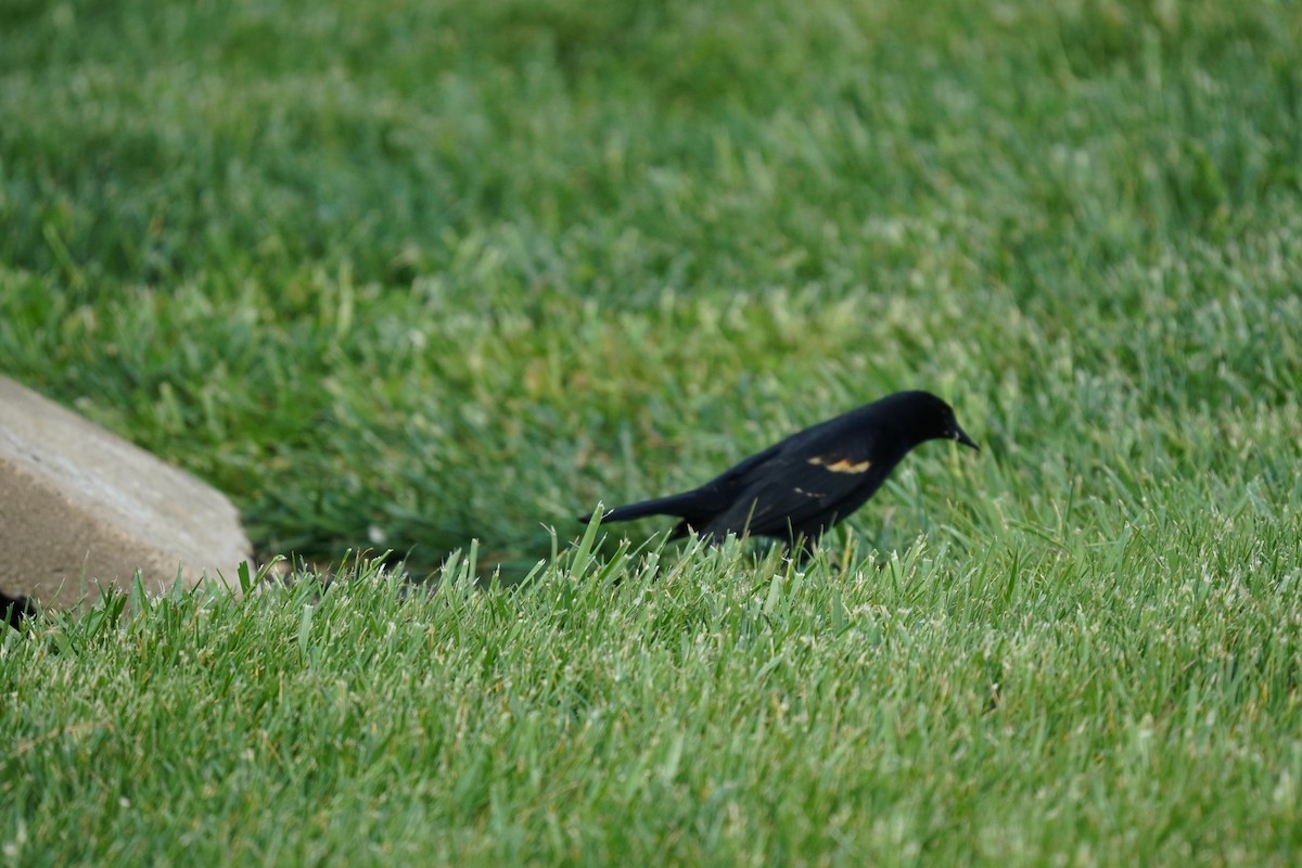 Red-winged Blackbird (Red-winged) - ML618303587