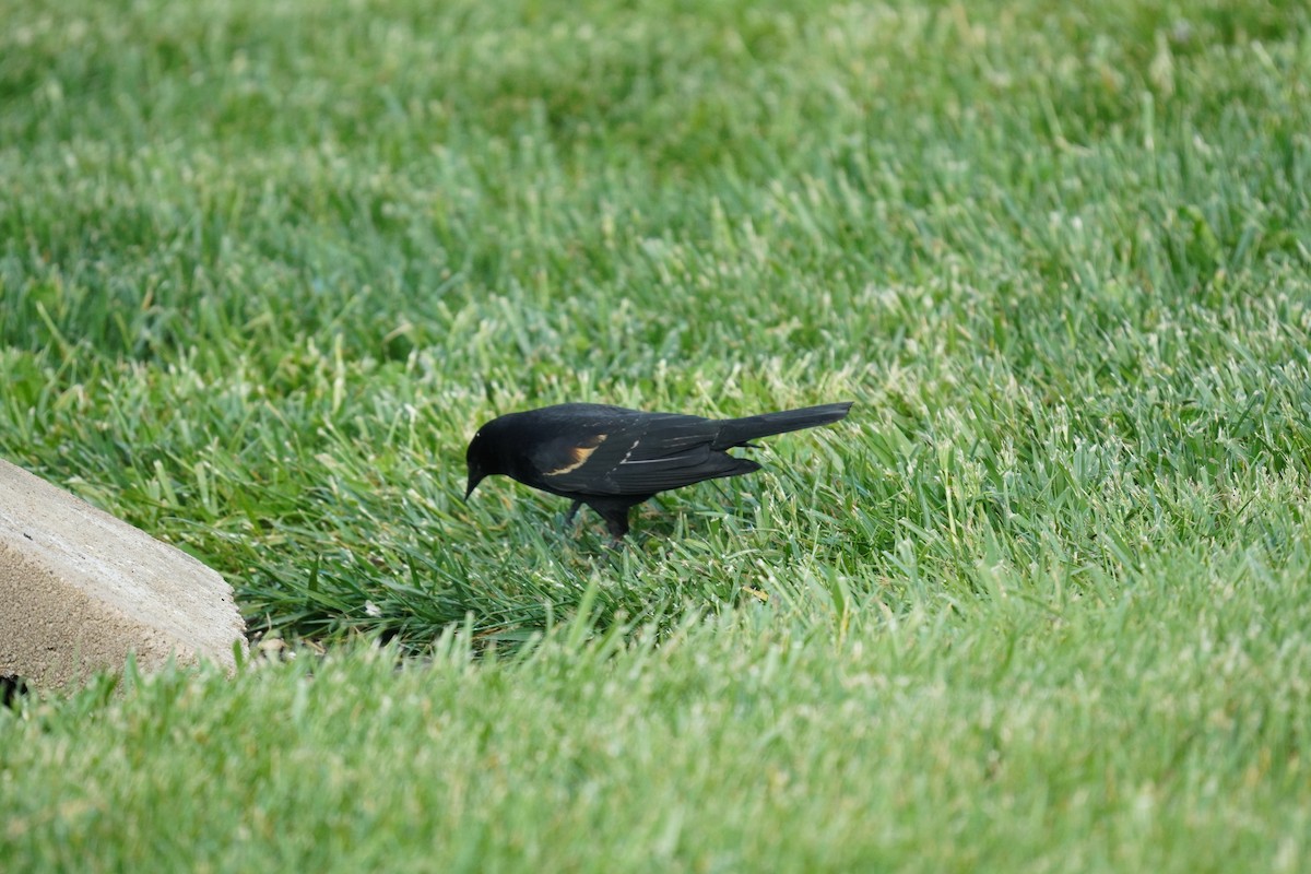 Red-winged Blackbird (Red-winged) - ML618303588
