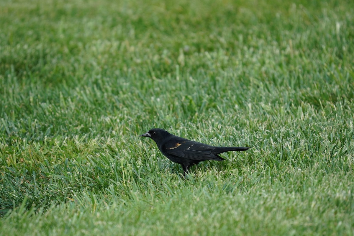 Red-winged Blackbird (Red-winged) - ML618303589