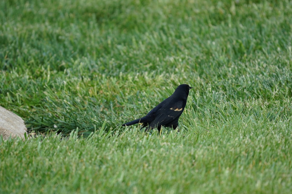 Red-winged Blackbird (Red-winged) - ML618303590