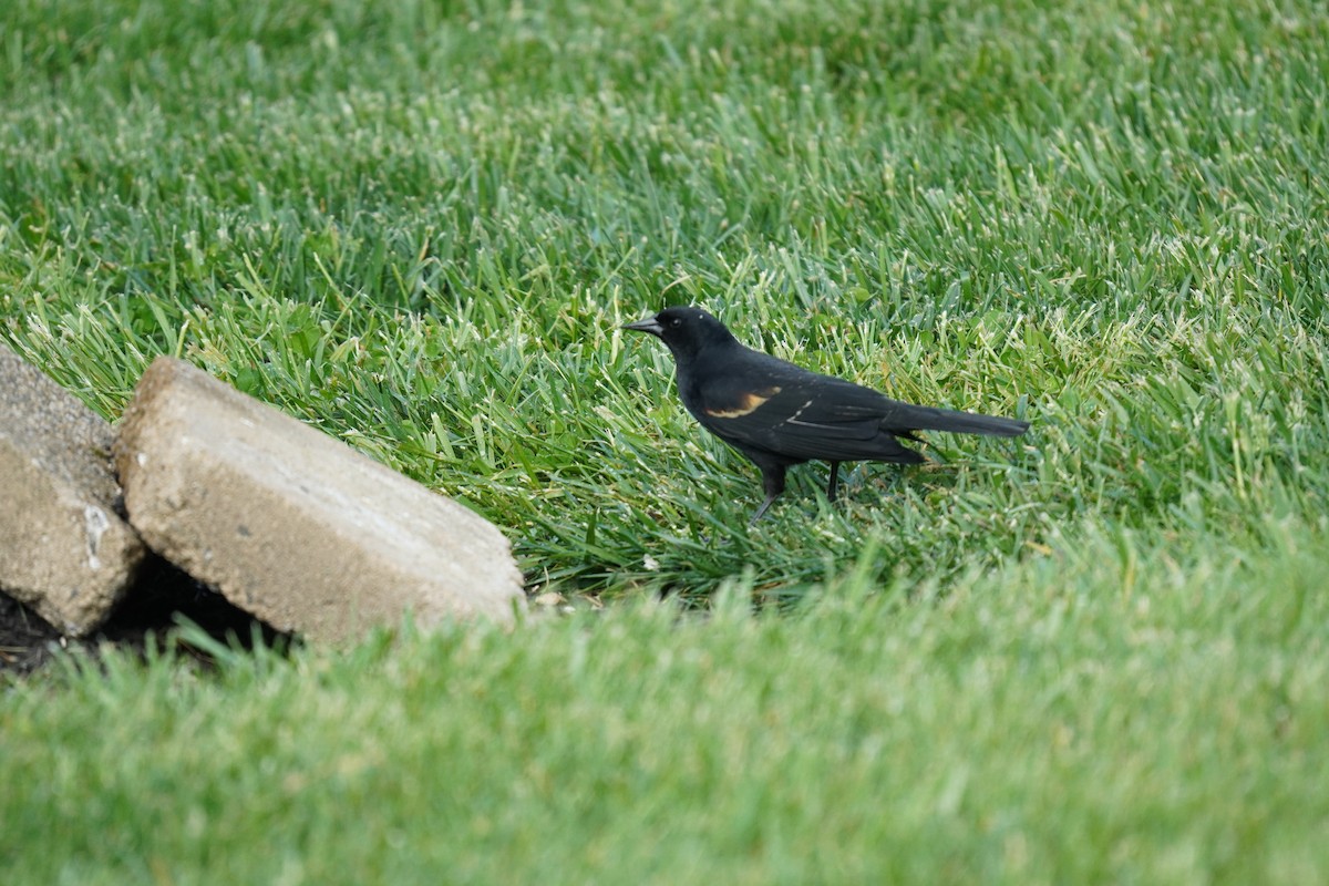 Red-winged Blackbird (Red-winged) - ML618303591
