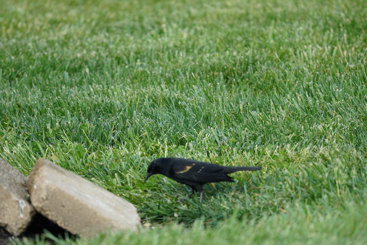 Red-winged Blackbird (Red-winged) - ML618303593
