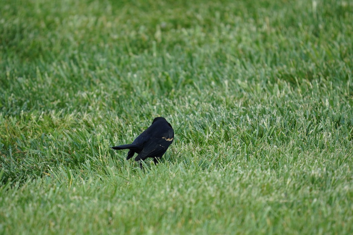 Red-winged Blackbird (Red-winged) - ML618303595