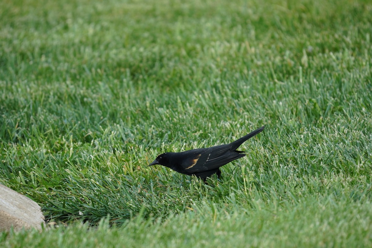 Red-winged Blackbird (Red-winged) - ML618303596