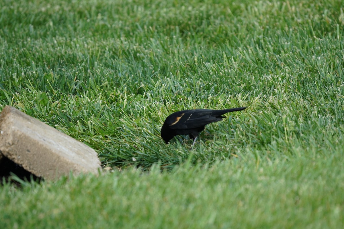 Red-winged Blackbird (Red-winged) - ML618303598