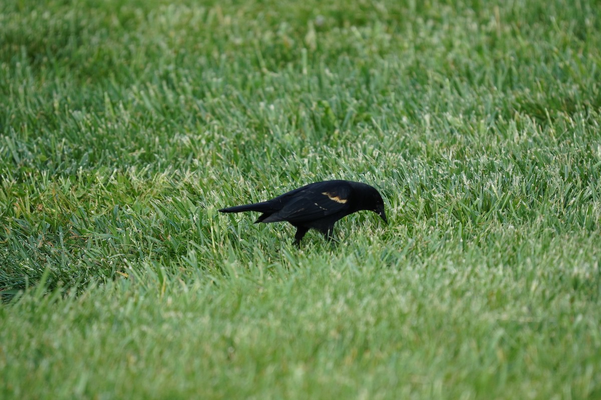 Red-winged Blackbird (Red-winged) - ML618303599