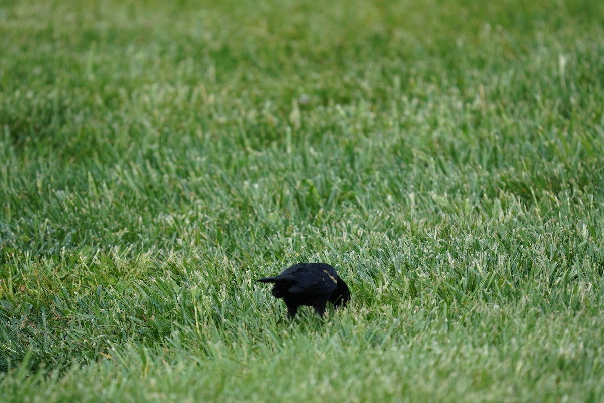 Red-winged Blackbird (Red-winged) - ML618303600