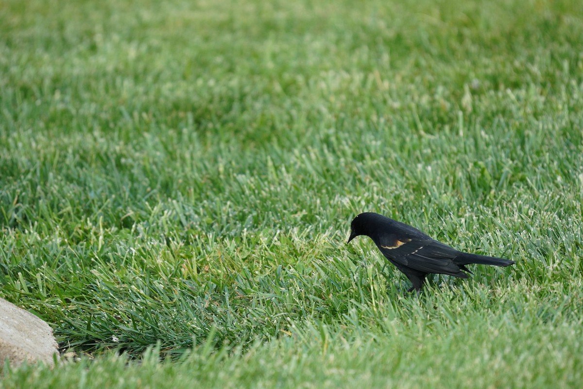 Red-winged Blackbird (Red-winged) - ML618303601